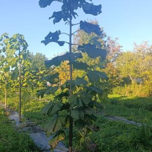 Paulownia en France