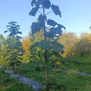 Paulownia en France - 17 October 2025