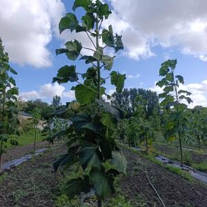 Paulownia en France - 4 September 2025
