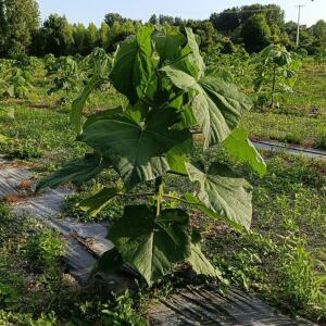 Paulownia en France - 4 September 2025