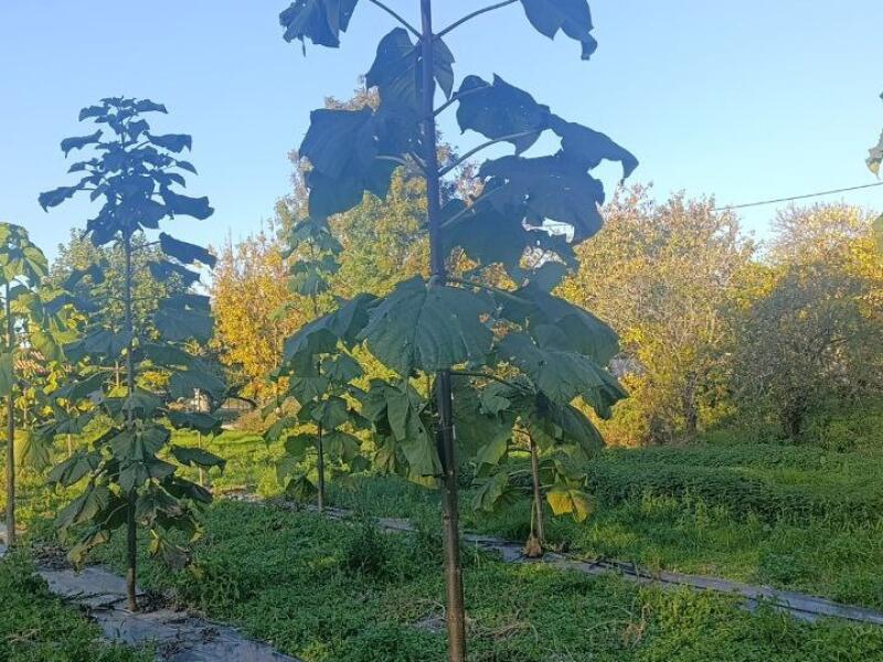 Paulownia en France