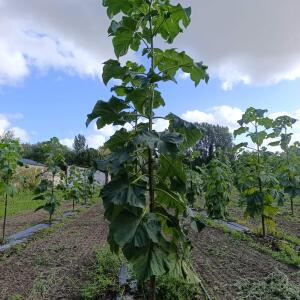 Paulownia en France - 4 September 2025