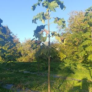 Paulownia en France - 17 October 2025