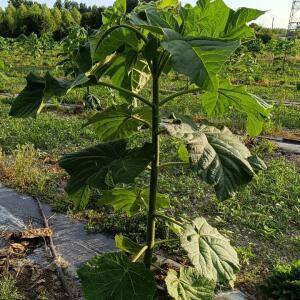 Paulownia en France - 4 September 2025