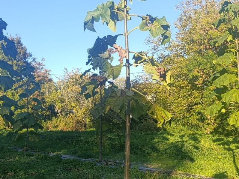 Paulownia en France
