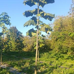 Paulownia en France - 17 October 2025