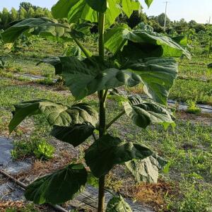 Paulownia en France - 4 September 2025
