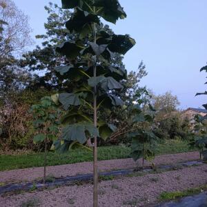Paulownia en France - 5 September 2025