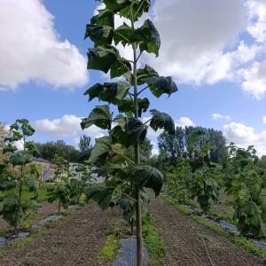 Paulownia en France - 4 September 2025