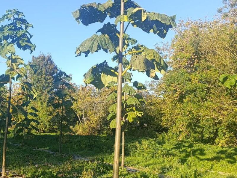 Paulownia en France