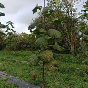 Paulownia en France - 20 October 2025