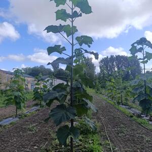 Paulownia en France - 4 September 2025