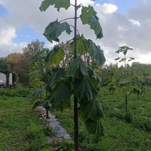 Paulownia en France - 20 October 2025