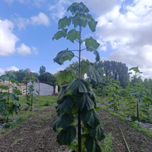 Paulownia en France - 4 September 2025