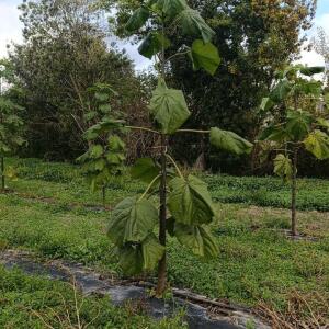 Paulownia en France - 20 October 2025