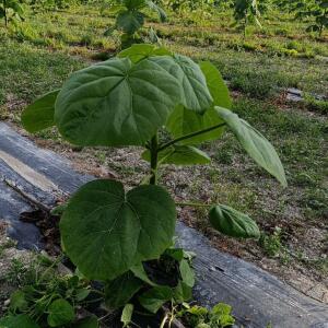 Paulownia en France - 4 September 2025