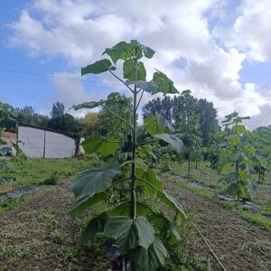 Paulownia en France - 4 September 2025