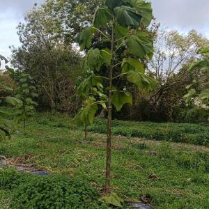 Paulownia en France - 20 October 2025