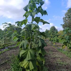 Paulownia en France - 4 September 2025