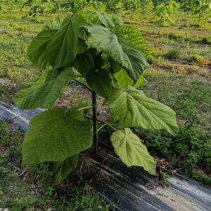 Paulownia en France - 4 September 2025