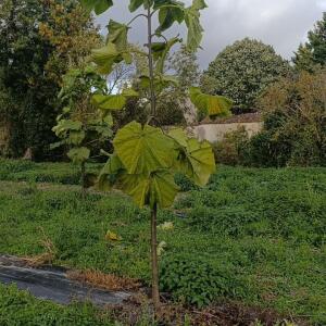Paulownia en France - 20 October 2025