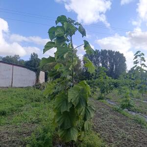 Paulownia en France - 4 September 2025