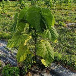 Paulownia en France - 4 September 2025