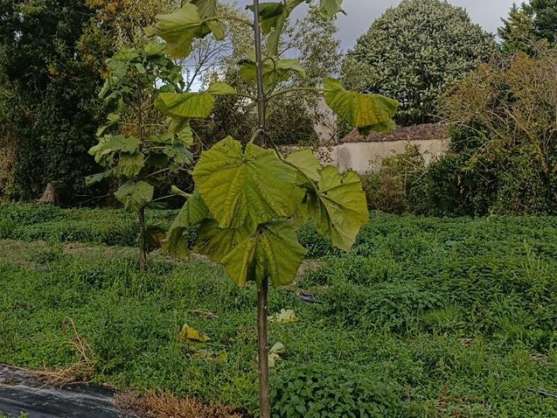 Paulownia en France