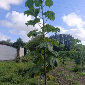 Paulownia en France - 4 September 2025