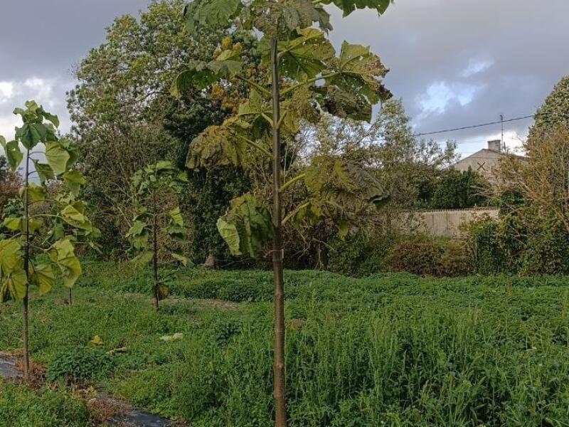 Paulownia en France