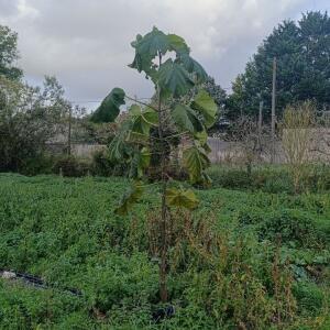 Paulownia en France - 20 October 2025