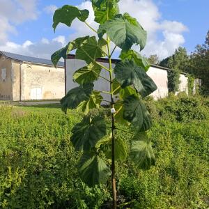 Paulownia en France - 4 September 2025