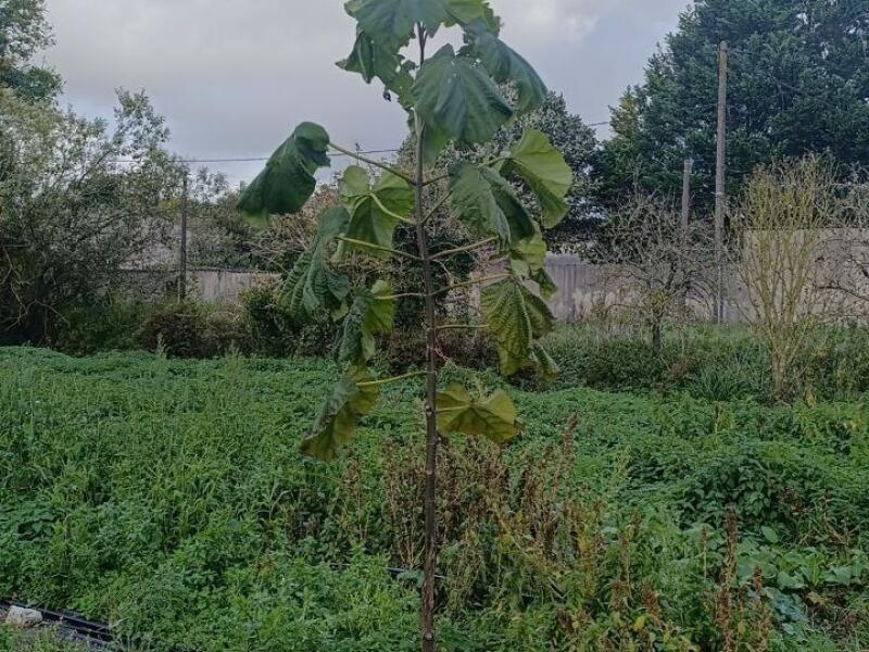 Paulownia en France