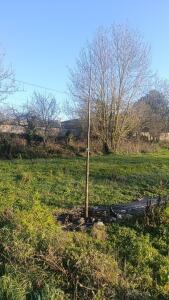 Paulownia en France - 4 January 2026