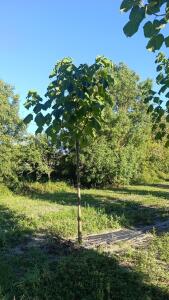 Paulownia en France