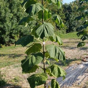 Paulownia en France - 26 August 2025