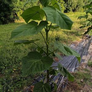 Paulownia en France - 26 August 2025
