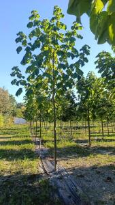 Paulownia en France
