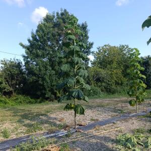 Paulownia en France - 30 August 2025