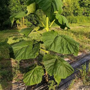 Paulownia en France - 30 August 2025