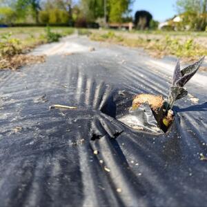 Paulownia en France - 30 August 2025
