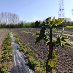 Paulownia en France - 30 August 2025