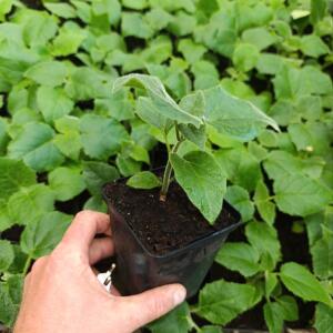 Paulownia en France - 30 August 2025