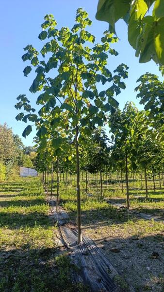 Tree #1348