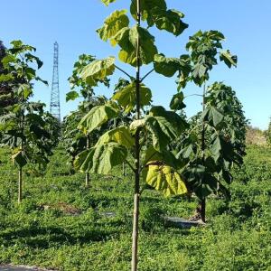 Paulownia en France - 17 October 2025