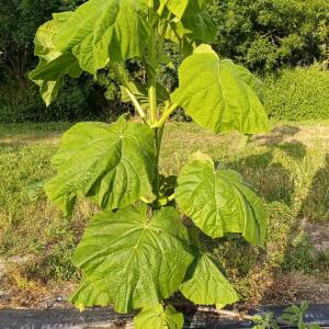 Paulownia en France - 27 August 2025