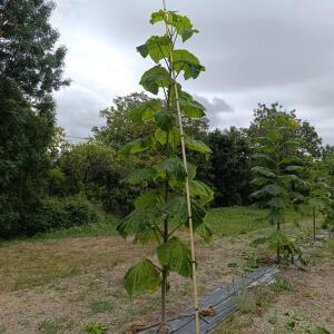 Paulownia en France - 27 August 2025