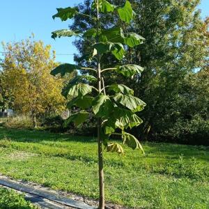 Paulownia en France - 17 October 2025