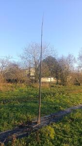 Paulownia en France - 4 January 2026