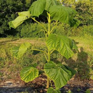 Paulownia en France - 27 August 2025